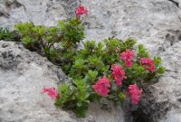 Alpenrose in crevice